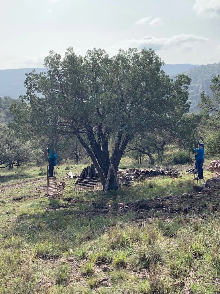 Two Woman Foraging Alligator Junipers from a tree in West Texas