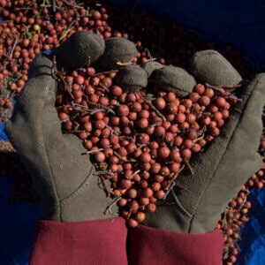 Molly holding redberry juniper berries in her hands to make the shape of a heart.