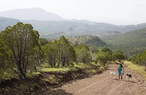 Woman walking two dogs along a dirt road surrounded by rolling hills, juniper trees, and wide-open West Texas scenery.