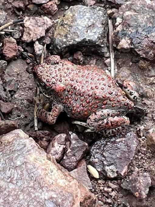 RedSpottedToad 510