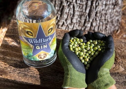 Bottle of WildBark West Texas Dry Gin placed outdoors beside gloved hands holding a heart-shaped handful of fresh green juniper berries.